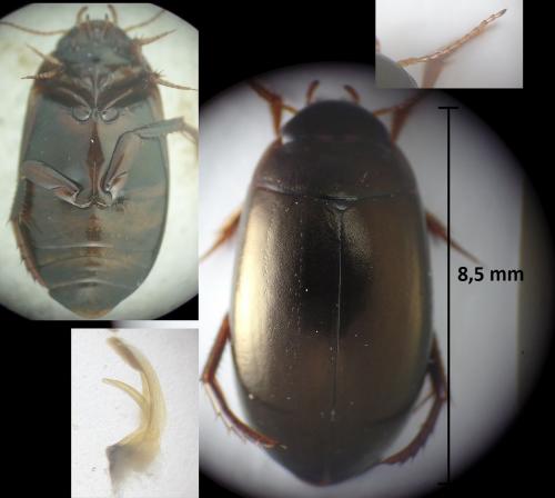 Ilybius chalconatus